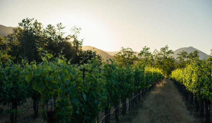 Ojai Syrah Thompson Vineyard 2003 Ojai Vineyards | Your personal