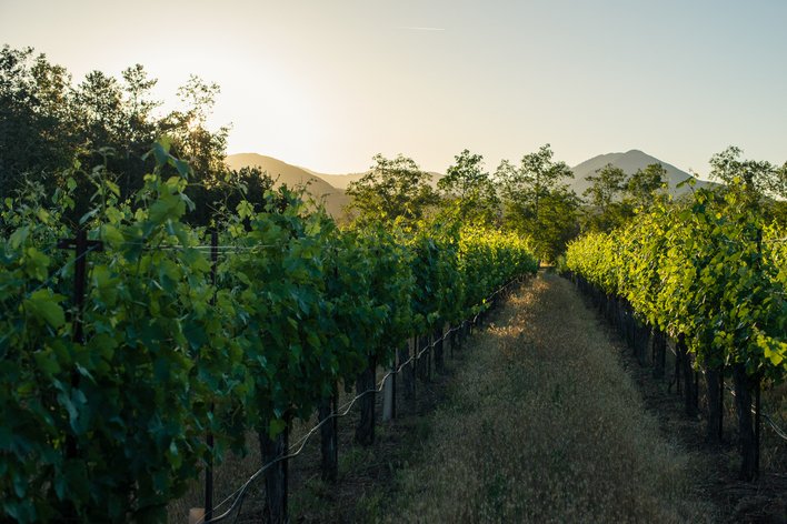 Ojai Syrah Thompson Vineyard 2003 Ojai Vineyards | Your personal