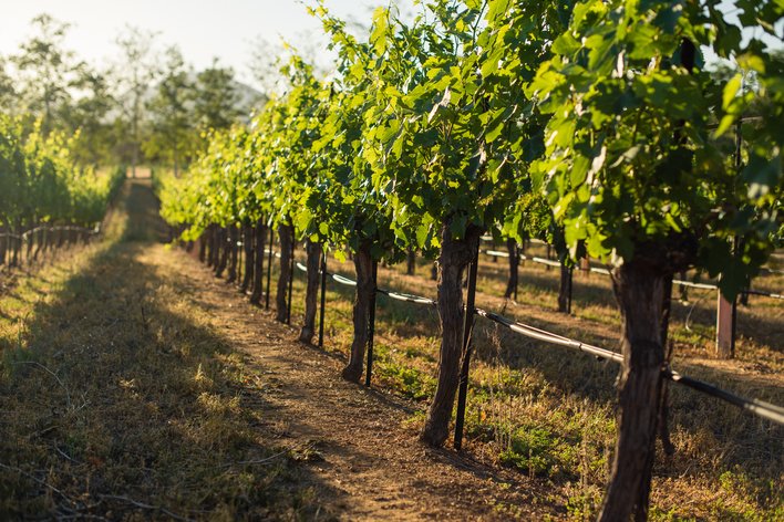 Ojai Syrah Thompson Vineyard 2003 Ojai Vineyards | Your personal