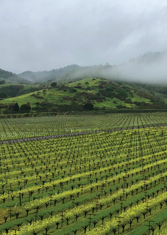 Dominus 2010 Dominus Estate | Your personal wine professional