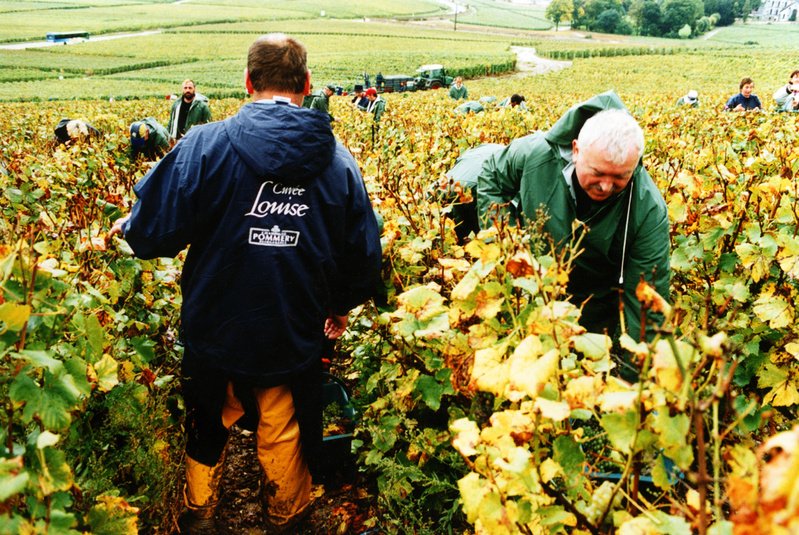 Cuvée Louise 1995 Pommery | Your personal wine professional