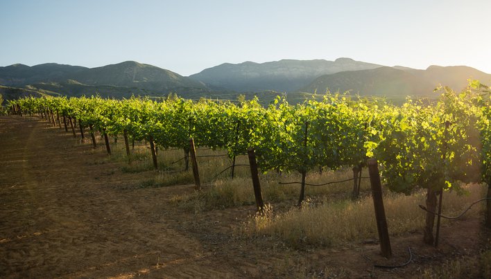 Ojai Syrah Thompson Vineyard 2003 Ojai Vineyards | Your personal