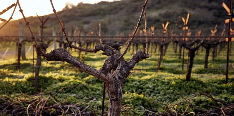 Dominus 2010 Dominus Estate | Your personal wine professional