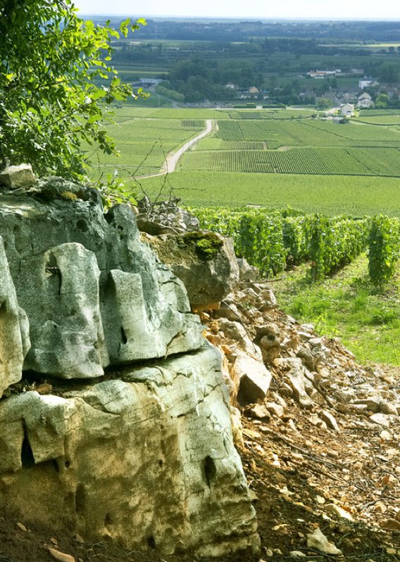 Puligny-Montrachet 1er Cru Clavoillon 2002 Domaine Leflaive | Your